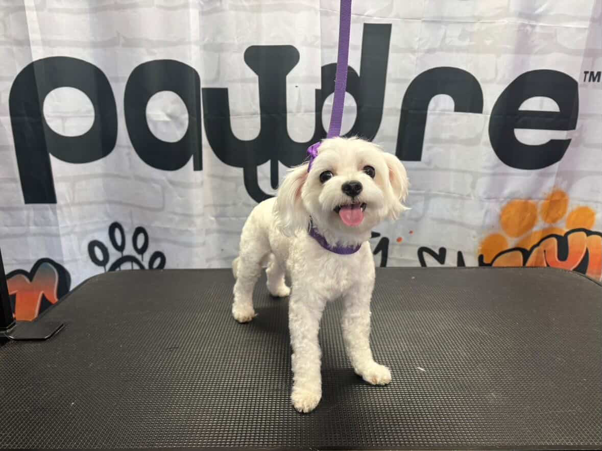Goldendoodle groom