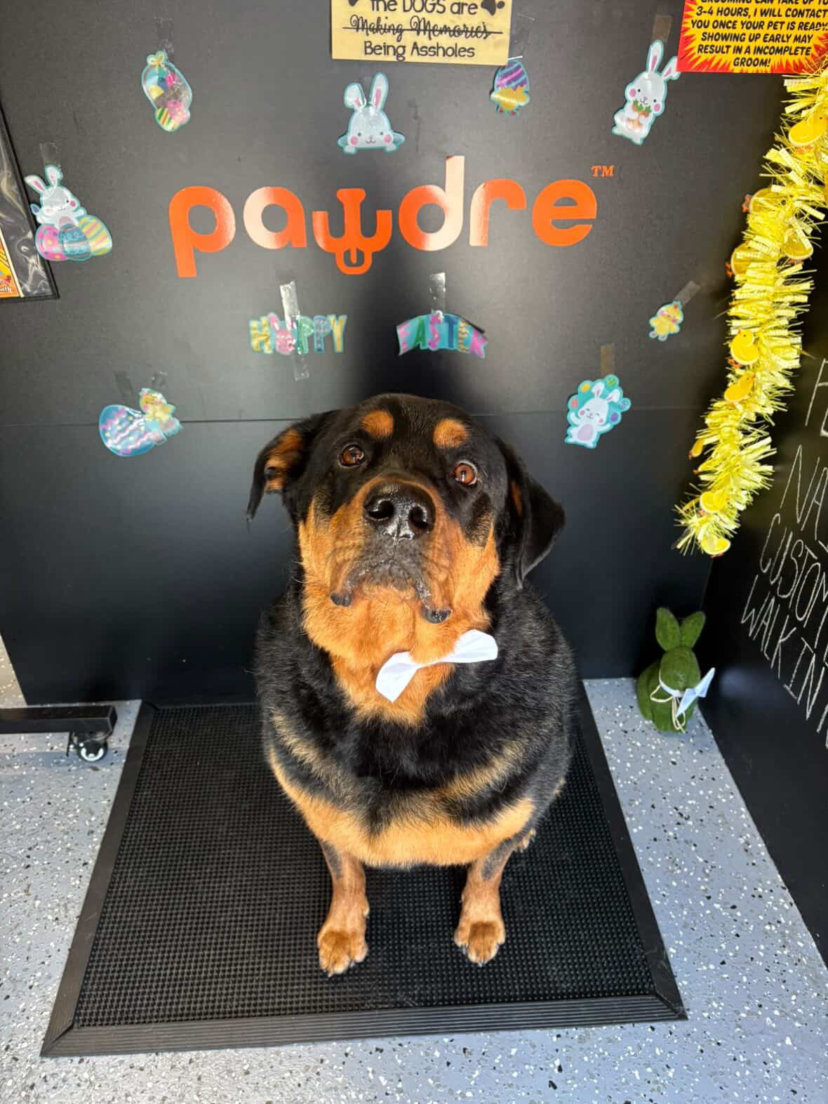Rottweiler groom