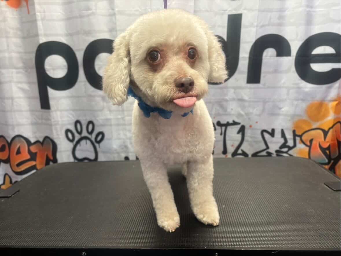 Maltese fresh cut