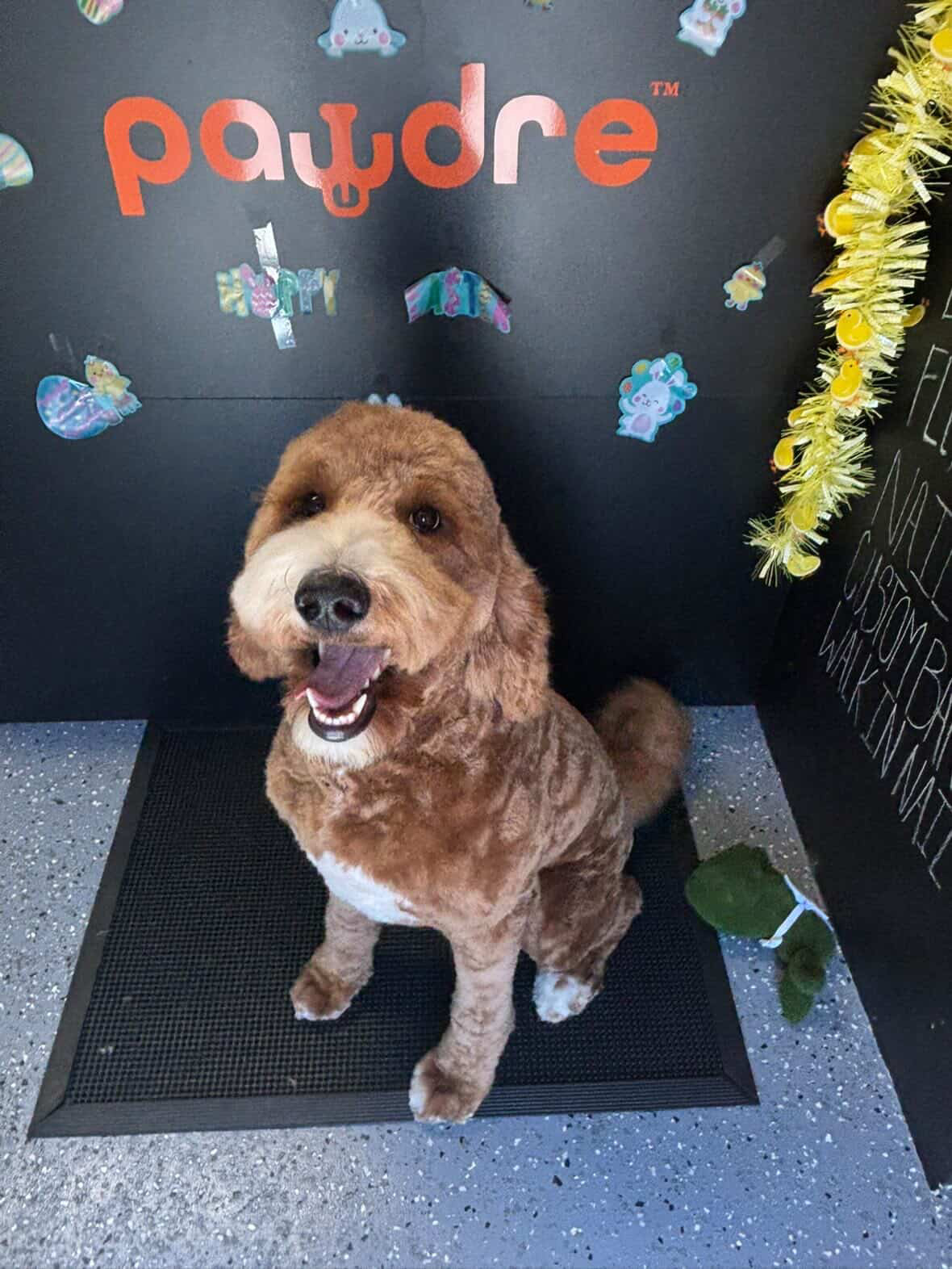 Pomeranian groom