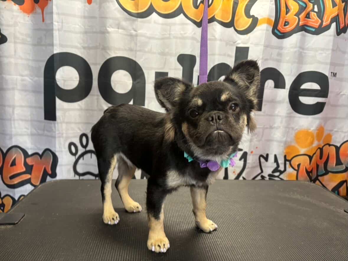 Poodle blue bow