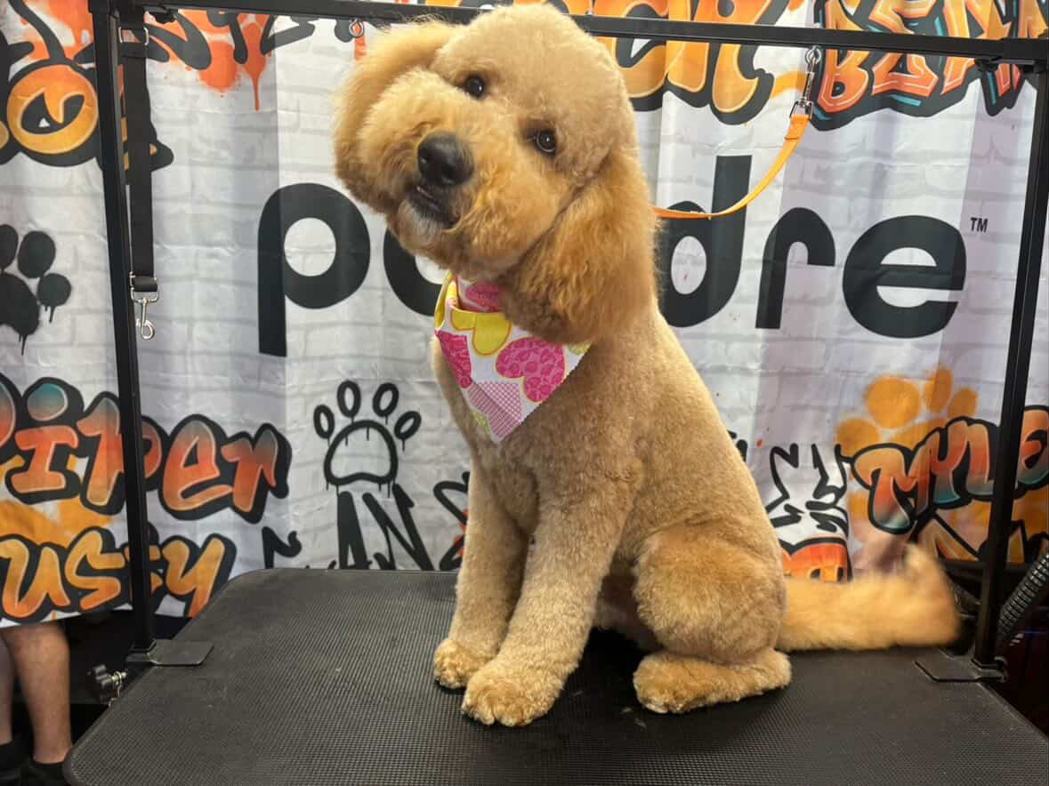 Poodle red bow