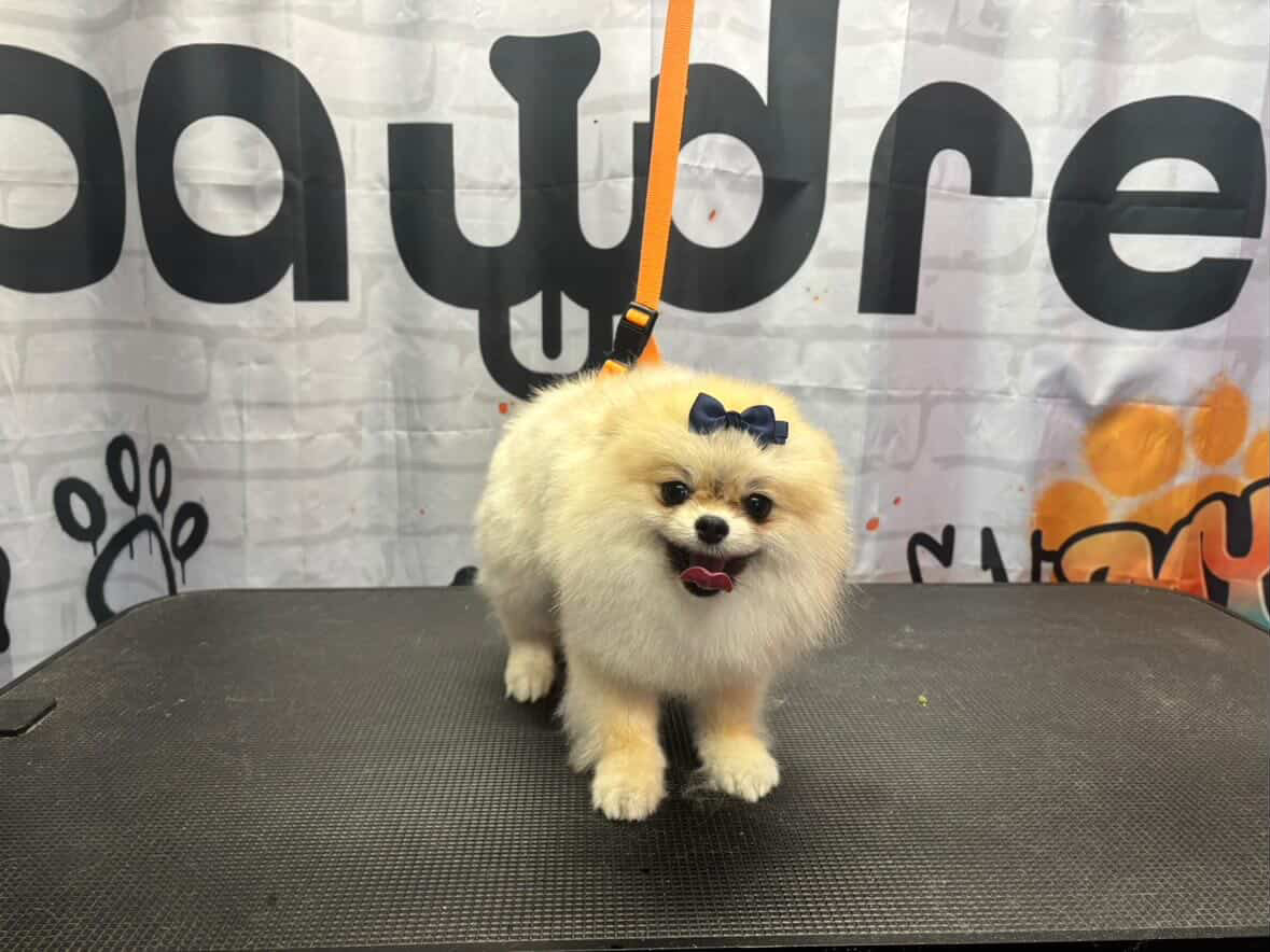 Chihuahua groom